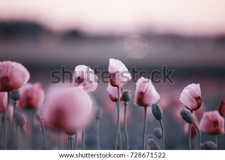 Meadow with Lilac Poppy Flowers in early Summer - Palatinate, Germany Royalty-Free Stock Photo #728671522