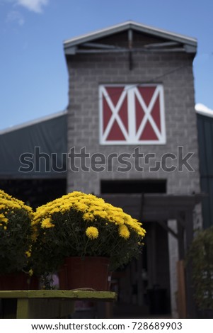 Yellow Bunch of Mums Flowers in Front of Barn in Fall