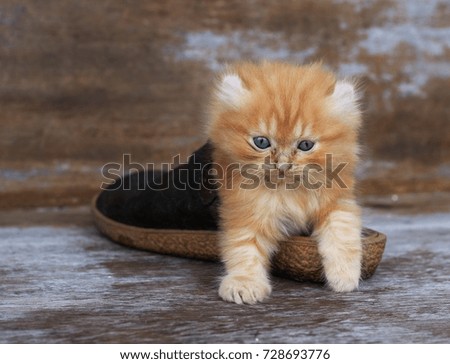 kitten in shoe on wooden table.