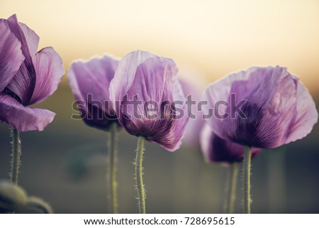 Meadow with Lilac Poppy Flowers in early Summer - Palatinate, Germany