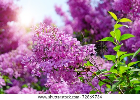 lilac flowers with green leaves in sunny spring day