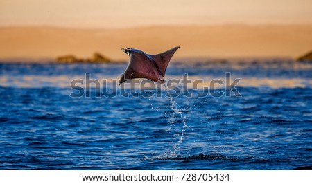 Mobula ray is jumping in the background of the beach of Cabo San Lucas. Mexico. Sea of Cortez. California Peninsula . An excellent illustration. Royalty-Free Stock Photo #728705434