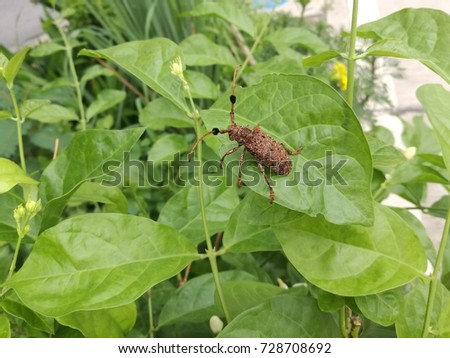 Hairy Tuft-bearing Longhorn ( Aristobia horridula (Hope) ) on the jasmine leaf. It has a black knot like a Pom-Pom at anntenae. 
