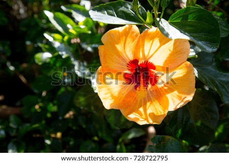 orange and  yellow hibiscus flower bloom in the garden