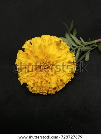 Yellow Marigold is more beautiful on a black background, taking pictures from a smartphone.