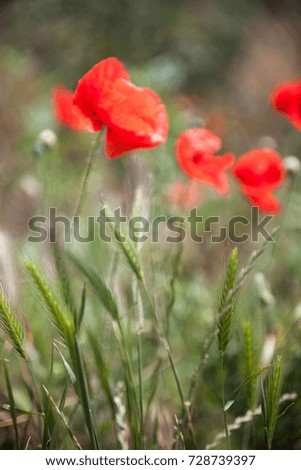 Blur Red poppy (Papaver) flowers in the field. Close-up.