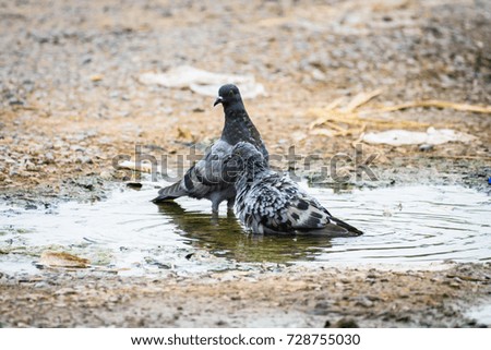 Two homing pigeons bathing in pond