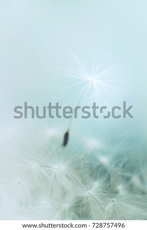 Dandelion. Delicate bright image. Backgrounds, wallpaper, desktop, postcard, cover.