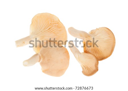 Japanese Shitake Mushrooms Isolated On White Background