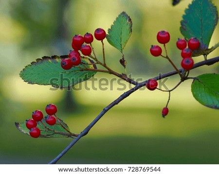 Red berries on tree. Autumn