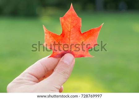 Autumn golden orange and red maple leaf in hand