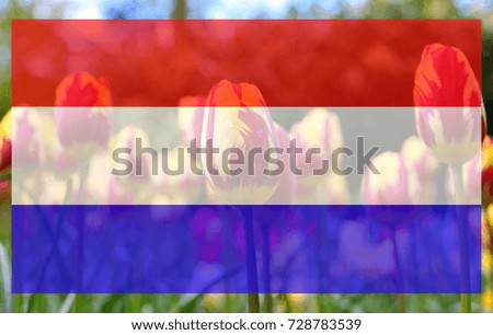 Collage with flag of the Netherlands and beautiful striped tulip field on the background. Dutch flag with tulips - symbol of the Netherlands