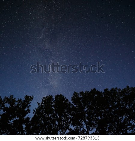 Starry night sky over the tops of the trees in the forest.