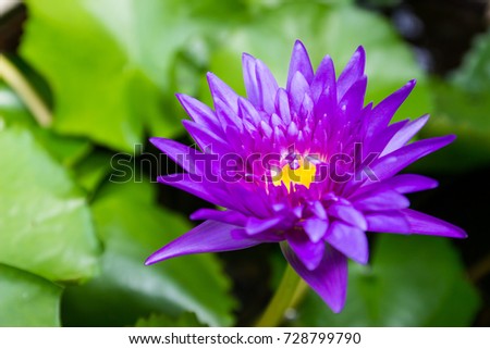Nymphaea nouchali common names blue lotus, Star lotus, Blue water lily, blue star water lily or manel flower. It is native to southern and eastern of Asia. National flower of Sri Lanka and Bangladesh.