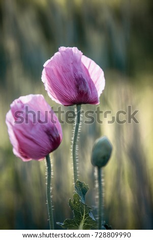 Meadow with Lilac Poppy Flowers in early Summer - Palatinate, Germany