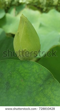 Budding lotus flower and green leaves in water pond 