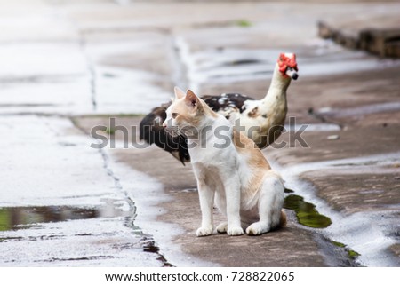 portrait thai cute white street cat have duck hiding behind with friend on wet street in rainy day,cinematic film photography style