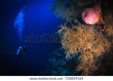 Colorful underwater landscape with soft corals and hard corals. Walls and slops of Banda Sea, Indonesia.