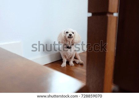 Portrait picture. Poodle dog lean on white wall looking at camera and sitting on wooden floor