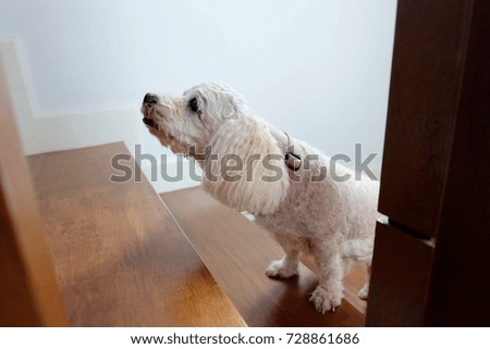 Portrait picture. Poodle dog stand on staircase while looking up