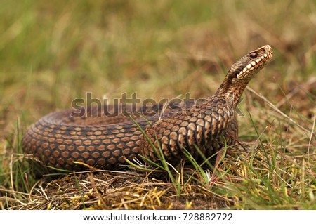 Full body portrait of a Common or European Adder (Vipera berus), photographed on a grassy surface