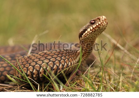 Portrait of a Common or European Adder (Vipera berus), photographed on a grassy surface Royalty-Free Stock Photo #728882785