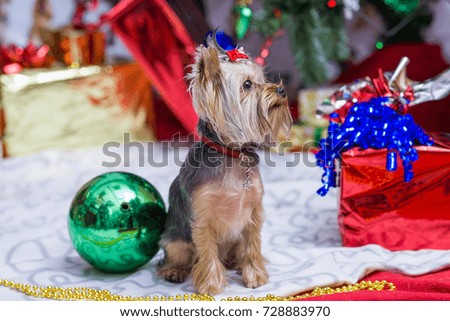 Funny dog with a Christmas tree, gifts