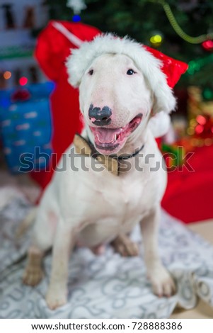 Funny dog with a Christmas tree and gifts