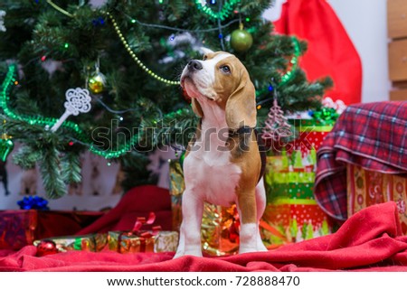 Funny dog with a Christmas tree and gifts