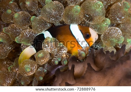 Clark's anemonefish in his colorful host sea anemone.