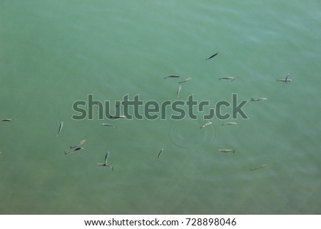 Small fish moving in murky green sea water detail