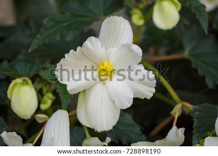 white  flower in the  garden ,