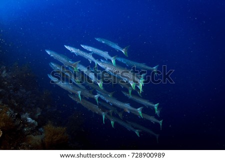 Schooling big barracudas. Wide angle photography. Amazing underwater landscape with healthy corals and rich reef. Banda sea, Indonesia. 