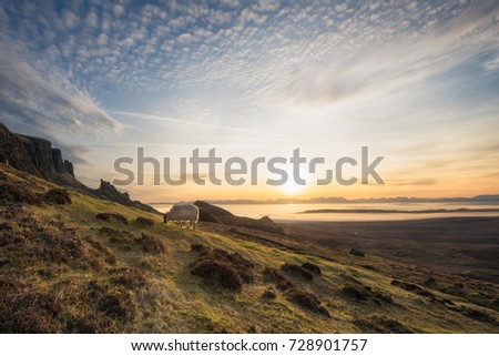 The Quiraing, Isle of Skye, Scotland. The lonely sheep at sunrise