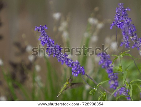 Honey bee on purple flower with shallow depth of field