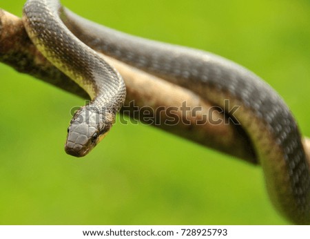 Close up photography of an exotic snake on a tree branch