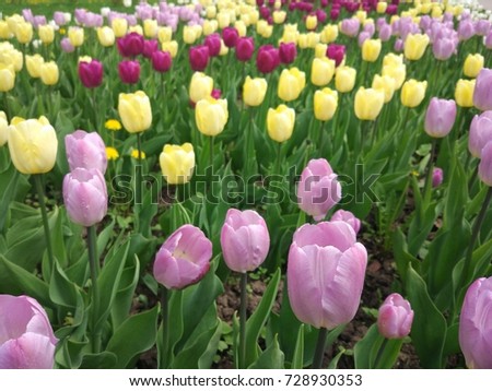 Tulips and other spring flowers in moscow parks, year 2017