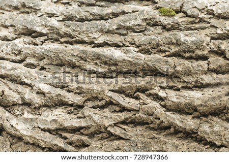 Texture of a tree, background
