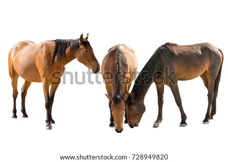 Set of three namibian wild horses portraits, isolated on white background