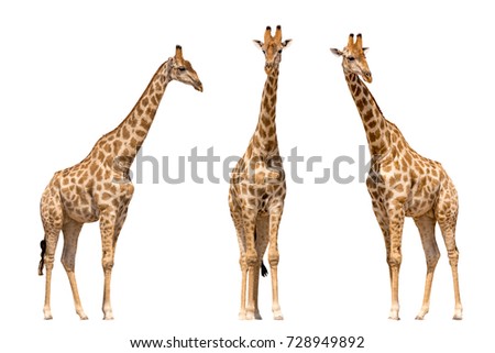 Set of three giraffes seen from front, isolated on white background