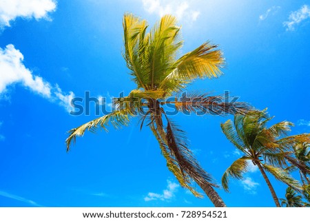 Palms on the beach in Punta Cana, Dominican Republic