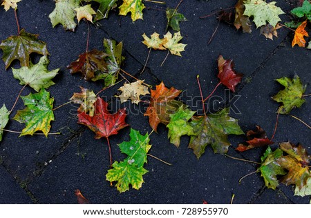 colorful foliage on ground