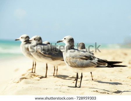 Family of gull on the beach. Flock of seagulls