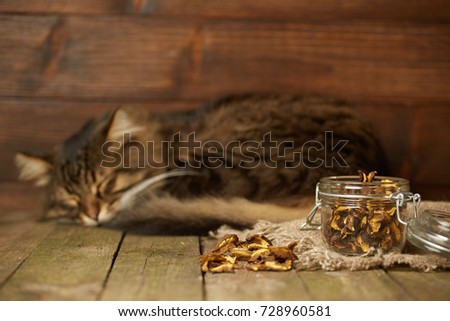 Dry mushrooms in the jar with sleeping cat behind