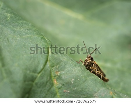 A small grasshopper sitting on a cabbage leaf in the sun