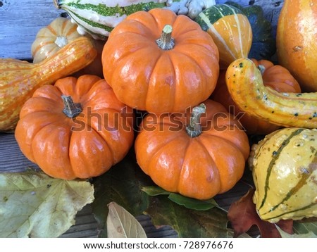 Colorful fall pumpkins and gourds 