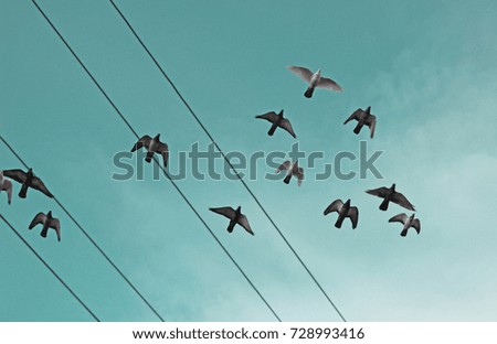 Pigeons on the blue sky
