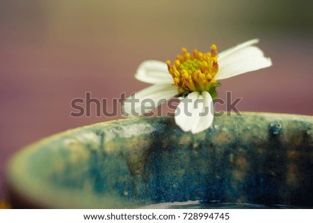 Flower on the edge of cup of tea