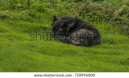 Black Wolf, getting a much needed rest