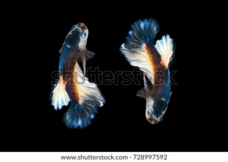 Betta fish blue color Left Right